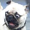 Pug Surprise. Pug Surprise.