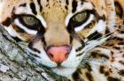 OCELOT+'s Photo
