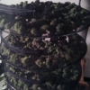 Drying some flowers :D