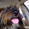My Dog