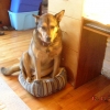 This cat bed is seriously too small!
