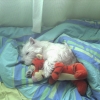 My dog
