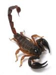 Desert Scorpion's Photo