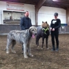 riesenhund