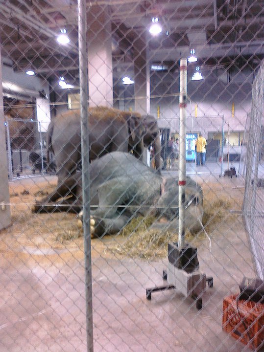 Elephants of a Ringling Bros and Barnum and Baily circus we did