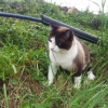 Kitty