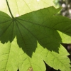 Leaf Sillhouette No2, perfect alignment