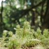Macro of blooming moss