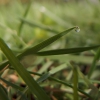 More macro shots of dew :3