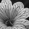 Softly Spiraling