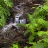 Flowing through The Forest