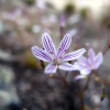 Flower Macro