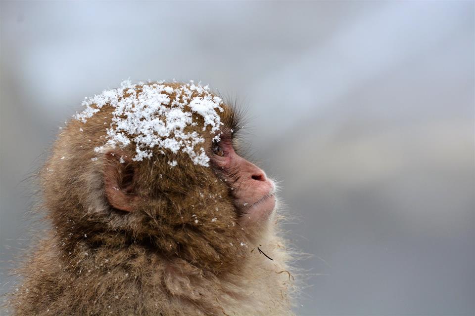 Snow Monkeys Japantrip 2018