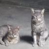 gatos