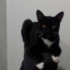 Toulose in the top of my chair