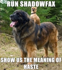 Run Shadowfax