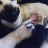 our cat