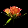 The Rose