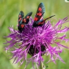 Butterfly couple