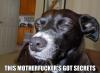 suspdog.jpg