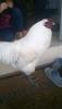 post-13104-0-60022200-1483763357_thumb.jpg