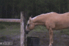 post-5863-0-29534700-1335095886_thumb.gif