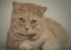 post-8075-0-90386500-1369363193_thumb.gif