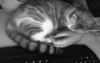 post-3186-0-54705000-1339434850_thumb.png