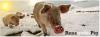 renegade_pig (Forum).JPG