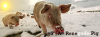 renegate-pig01 (Forum).png