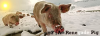 renegate-pig01.png