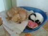 post-17859-0-38013400-1440371751_thumb.jpg