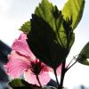 post-460-0-01338500-1410207287_thumb.jpg
