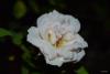 post-15857-0-57116100-1418792862_thumb.jpg