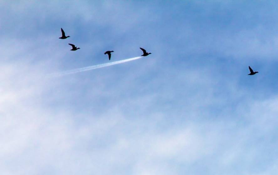 john-threlfall_duck-speed_00002929.jpg.379812c167cf13f55b9ed489da91ff33.jpg