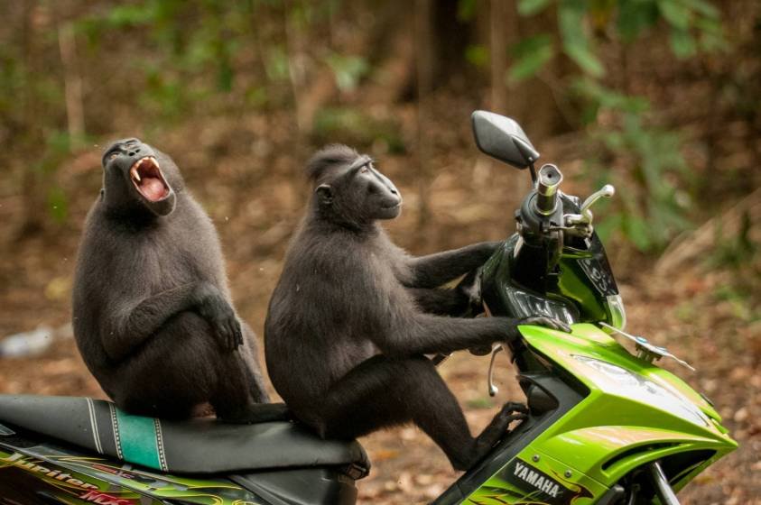 katy-laveck-foster_monkey-escape_00000568.jpg.94c5011eb16d4c05b6209519c008c1f4.jpg
