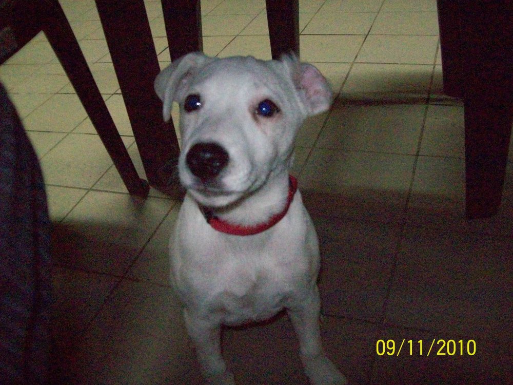100_0874.thumb.JPG.828fc30eda2ff0ac04ee75904a2ab58b.JPG