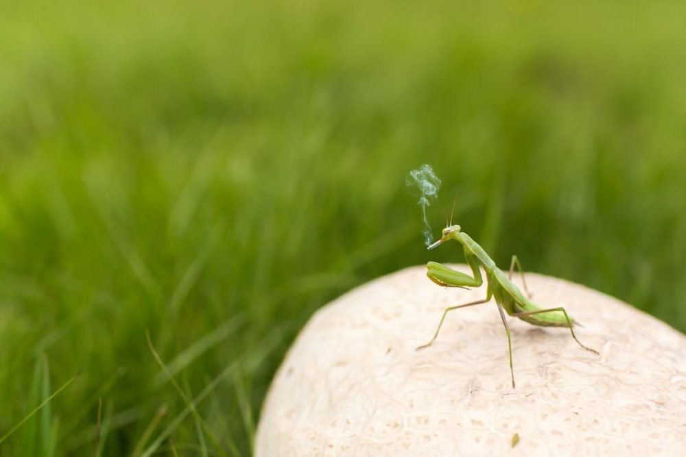 animal-insect-smoking-funny.jpg