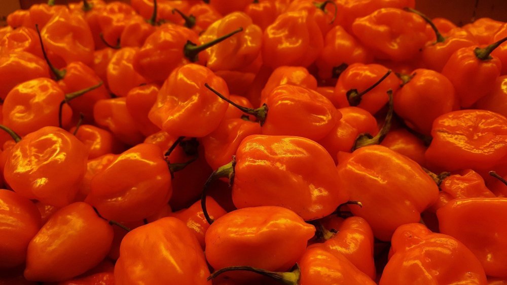 habanero-pepper-1.jpg