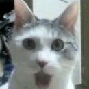 IAmAcAtMeoW
