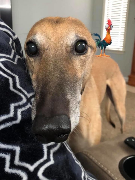 cheep and dog.jpg