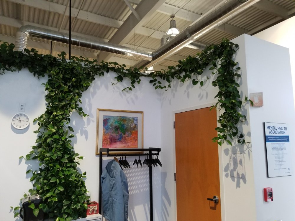 Pothos1.thumb.jpg.c8c2c17b43f9f94162ac8ef683d48ffa.jpg