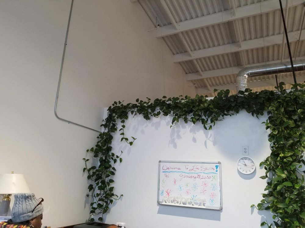 Pothos2.thumb.jpg.f89f95dea62b96d8f574f2724119922b.jpg