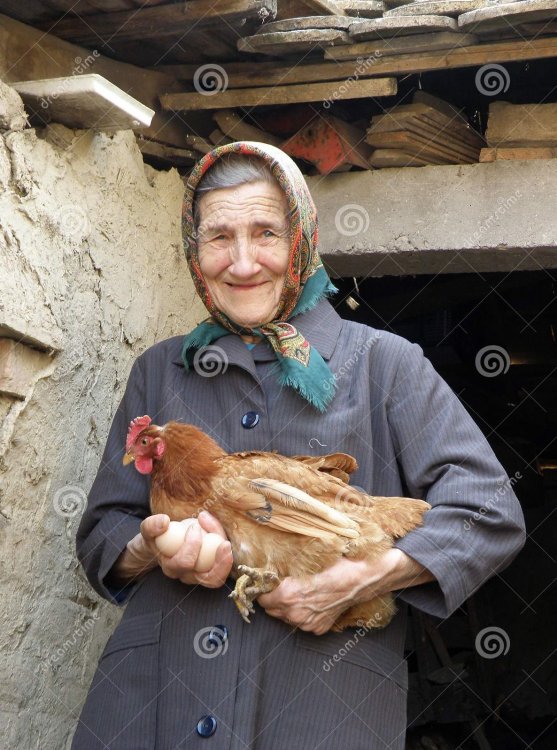 664072199_oriental-vieille-femme-europenne-d-agriculteur-tenant-le-poulet-125569358.thumb.jpg.b1008879c97e68855223d19c577a4b8a.jpg
