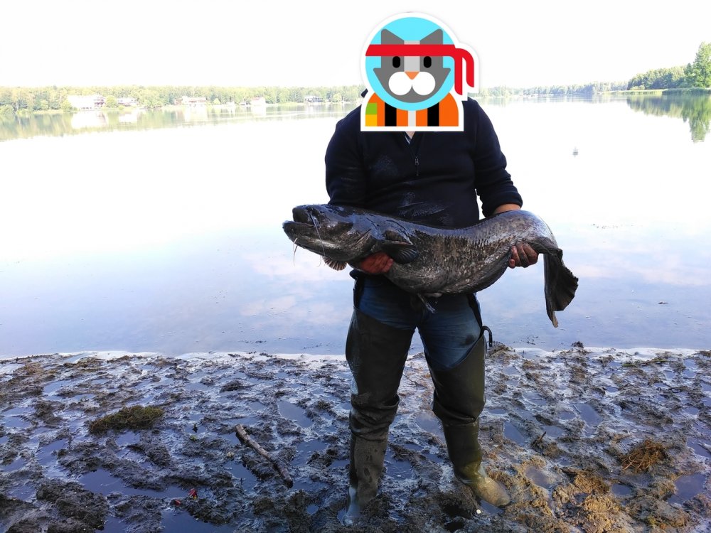 catfish.jpg