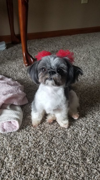 Bella.jpg
