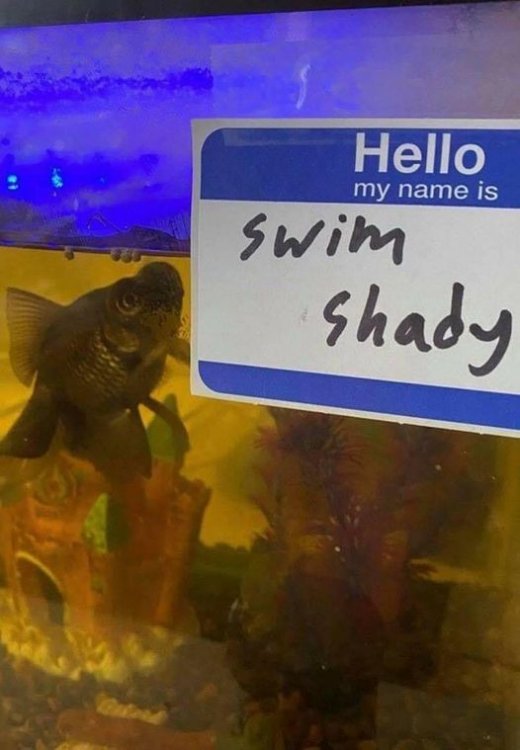 swim.jpg