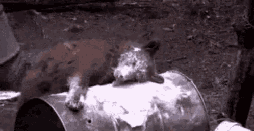 tenor.gif.de6efe81f7f0d7a73832a618ffad5902.gif