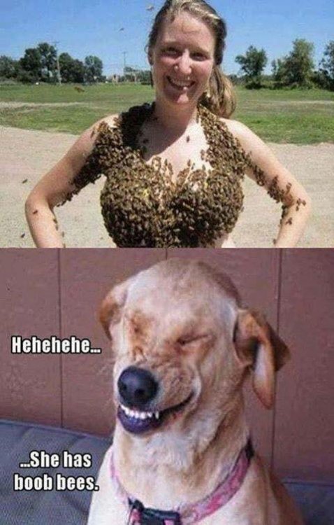 1587321114_boobees.thumb.jpg.7c22b1e60acd6dad91307fbedc54730b.jpg
