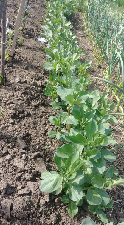 189195205_1846965548819172_8076742882121284705_n.thumb.jpg.3b60bd76e37aab7926544af238074df3.jpg